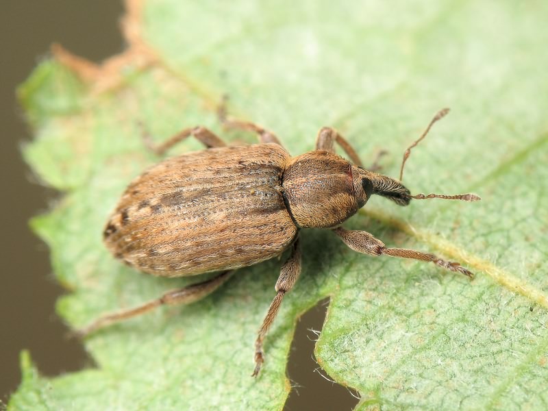 Hypera (Hypera) postica (Gyllenhal, 1813)